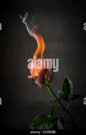 Rosa Rose auf Feuer, flammende Blume Stockfoto