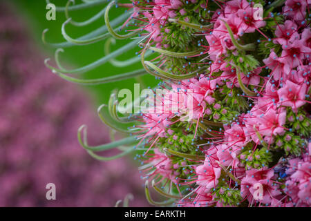 Tower Of Jewels rote Bugloss winzigen rosa Blüten Stockfoto