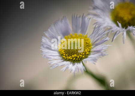 Buschige Aster, winzigen weißen Wildblumen Stockfoto