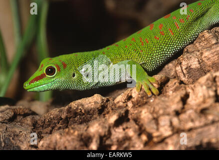 Madagaskar Taggecko - Phelsuma Madagascariensis, Gekkonidae, Madagaskar, Afrika, Stockfoto