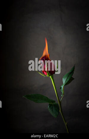 Rote Rose auf dem Feuer, flammende Blume Stockfoto