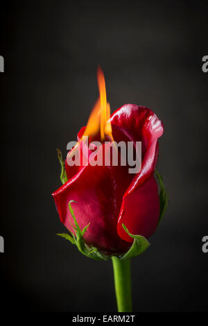 Rote Rose auf dem Feuer, flammende Blume Stockfoto