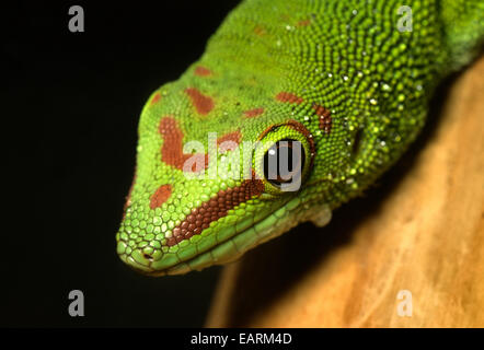Madagaskar Taggecko - Phelsuma Madagascariensis, Gekkonidae, Madagaskar, Afrika, Stockfoto
