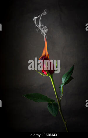Rote Rose auf dem Feuer, flammende Blume Stockfoto