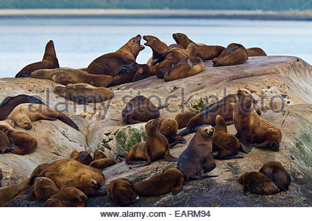 Steller Seelöwen sonnen sich auf einem Felsen. Stockfoto