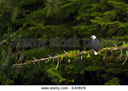 Ein Weißkopfseeadler thront auf einem Ast im Wald. Stockfoto