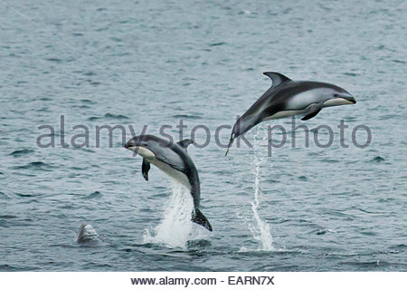 Pacific weiß-seitig Delphine springen aus dem Meer. Stockfoto