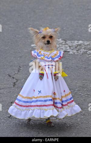 Ein Hund im traditionellen kolumbianischen Land Kleid bei der Silleteros Parade. Stockfoto