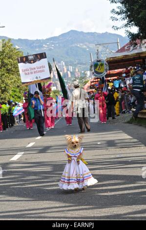 Ein Yorkshire-Terrier ist in traditioneller Kleidung für die Silleteros Parade. Stockfoto