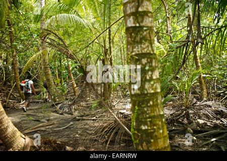 Backpacker, die den Regenwald im Tayrona National Park erkunden Stockfoto