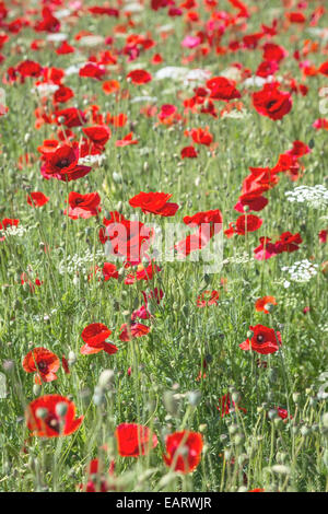ein Feld von wilden roten Mohnblumen und weissen Kuh Petersilie Stockfoto