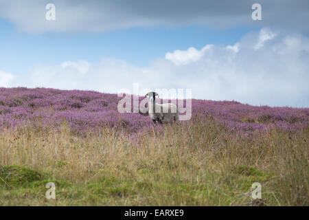 Eine grobe fiel Schaf mit Hörnern steht im Heidekraut auf Trog von Bowland Lancashire England auf der Heide Stockfoto