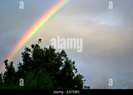 Eine Regenbogen-Prisma krönt eine Pappel Baumkronen nach einem Regen Sturm. Stockfoto