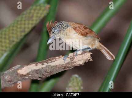 Vergitterten Antshrike Thamnophilus Doliatus Nigricristatus Panama Stockfoto