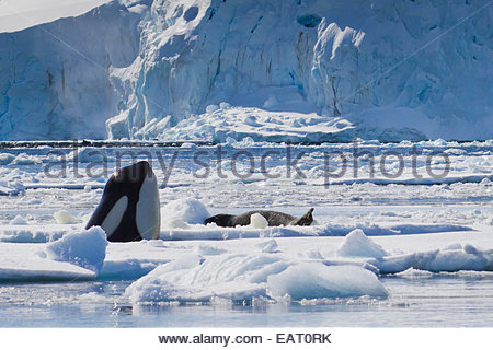 Ein Orca Wal Oberflächen in einer Jagd durch Packeis. Stockfoto