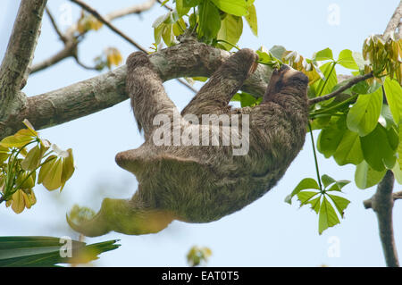 Braun Throated Faultier Bradypus Variegatus Panama Stockfoto