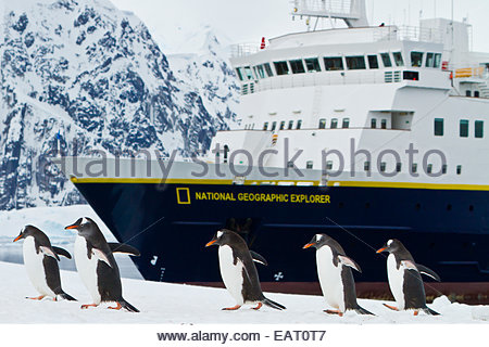 Gentoo Pinguine laufen Sie vor einem Kreuzfahrtschiff. Stockfoto