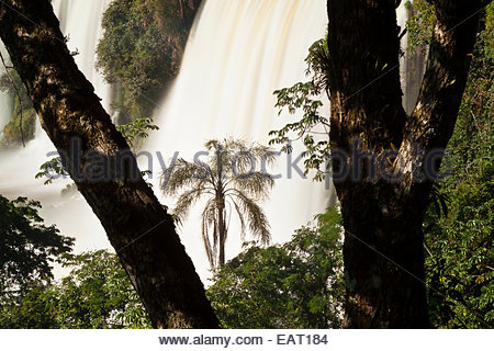 Mächtige Wasserfälle zwischen üppigen Bäumen gesehen. Stockfoto