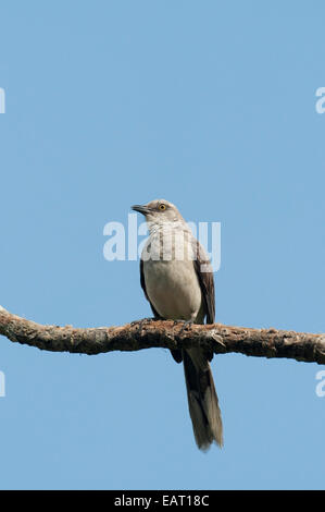 Nördliche Spottdrossel Mimus Polyglottos Panama Stockfoto