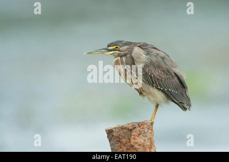 Grün Reiher Butorides Virescens Panama Stockfoto