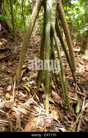 Fuß Baum Fig Art Ficus sp Panama Stockfoto