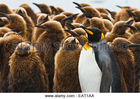 Ein Erwachsener König Pinguin steht mit einer großen Gruppe von Küken. Stockfoto