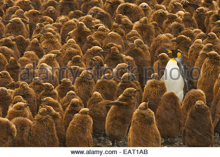 Ein Erwachsener König Pinguin steht mit einer großen Gruppe von Küken. Stockfoto