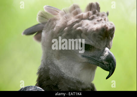 Harpy Eagle Harpia Harpyja Panama Stockfoto