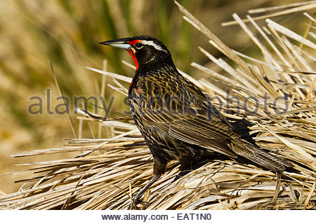 Seite Porträt einer militärischen Starling. Stockfoto