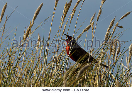 Eine militärische Starling singt lange Gras. Stockfoto