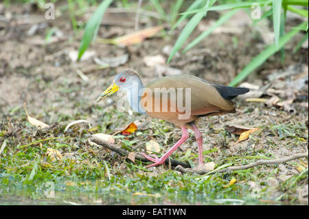 Grey Necked Holz Schiene Aramide Cajaneus Panama Stockfoto