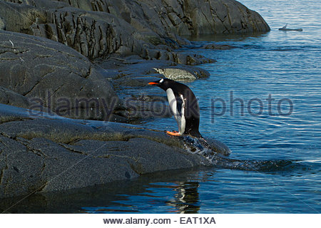 Ein Gentoo-Pinguin steht auf einem Felsen der Küste. Stockfoto