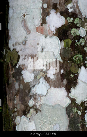 Verschiedene Flechten auf Baumstamm im Dschungel Panama Stockfoto