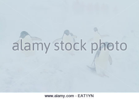 Adelie-Pinguine stehen in starkem Schneefall. Stockfoto
