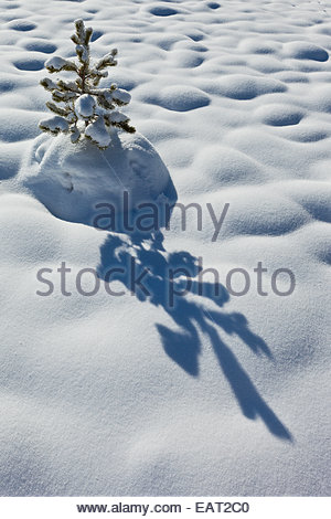 Eine kleine Drehkiefern im Schnee. Stockfoto