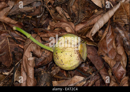 Abb. Obst auf Wald Stock Ficus sp Panama Stockfoto