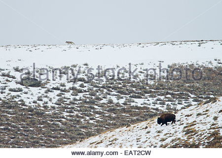 Ein grauer Wolf geht auf einem Bergrücken oberhalb eines Büffels im Schnee. Stockfoto