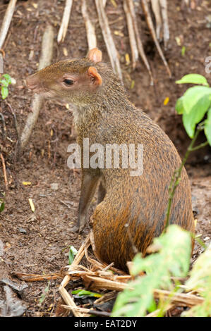 Mittelamerikanische Aguti Dasyprocta Trommler Panama Stockfoto