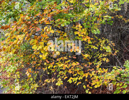 Herbstliche Farbtöne von einer Buche am Ufer des River Derwent in der Nähe von Hathersage Derbyshire England Vereinigtes Königreich UK Stockfoto