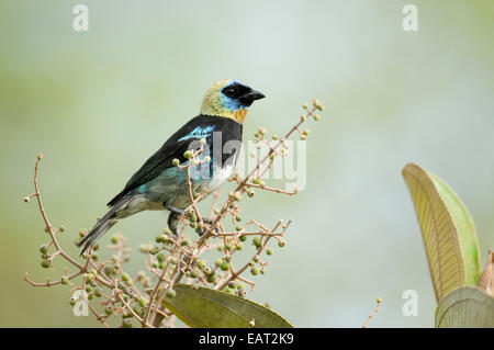 Goldene Hooded Tanager Tangara Larvata Fanny Panama Stockfoto