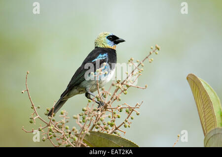 Goldene Hooded Tanager Tangara Larvata Fanny Panama Stockfoto