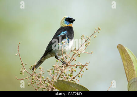 Goldene Hooded Tanager Tangara Larvata Fanny Panama Stockfoto