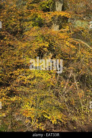 Herbstliche Farbtöne von einer Buche am Ufer des River Derwent in der Nähe von Hathersage Derbyshire England Vereinigtes Königreich UK Stockfoto