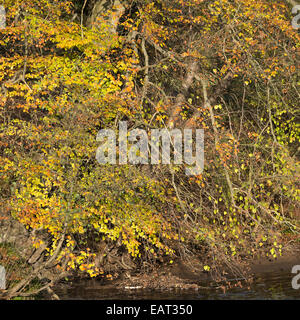 Herbstliche Farbtöne von einer Buche am Ufer des River Derwent in der Nähe von Hathersage Derbyshire England Vereinigtes Königreich UK Stockfoto