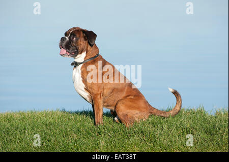 Boxer Hund 7 Jahre alt UK Stockfoto
