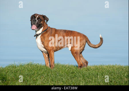 Boxer Hund 7 Jahre alt UK Stockfoto