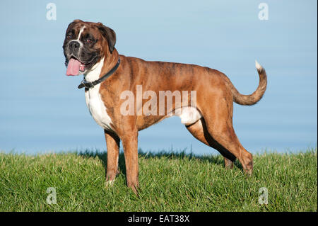 Boxer Hund 7 Jahre alt UK Stockfoto