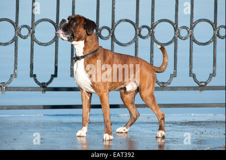 Boxer Hund 7 Jahre alt UK Stockfoto