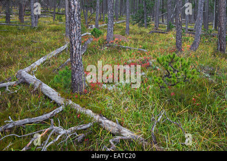 Föhren (Pinus Silvestris) im Nadelwald mit gefallenen Baumstämme Stockfoto