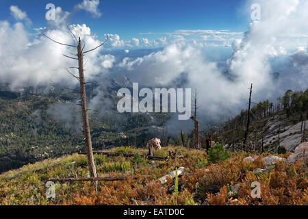 Blick vom Gipfel des 9.000 ft Mt. Lemmon, Santa Catalina Mountains, Arizona Stockfoto